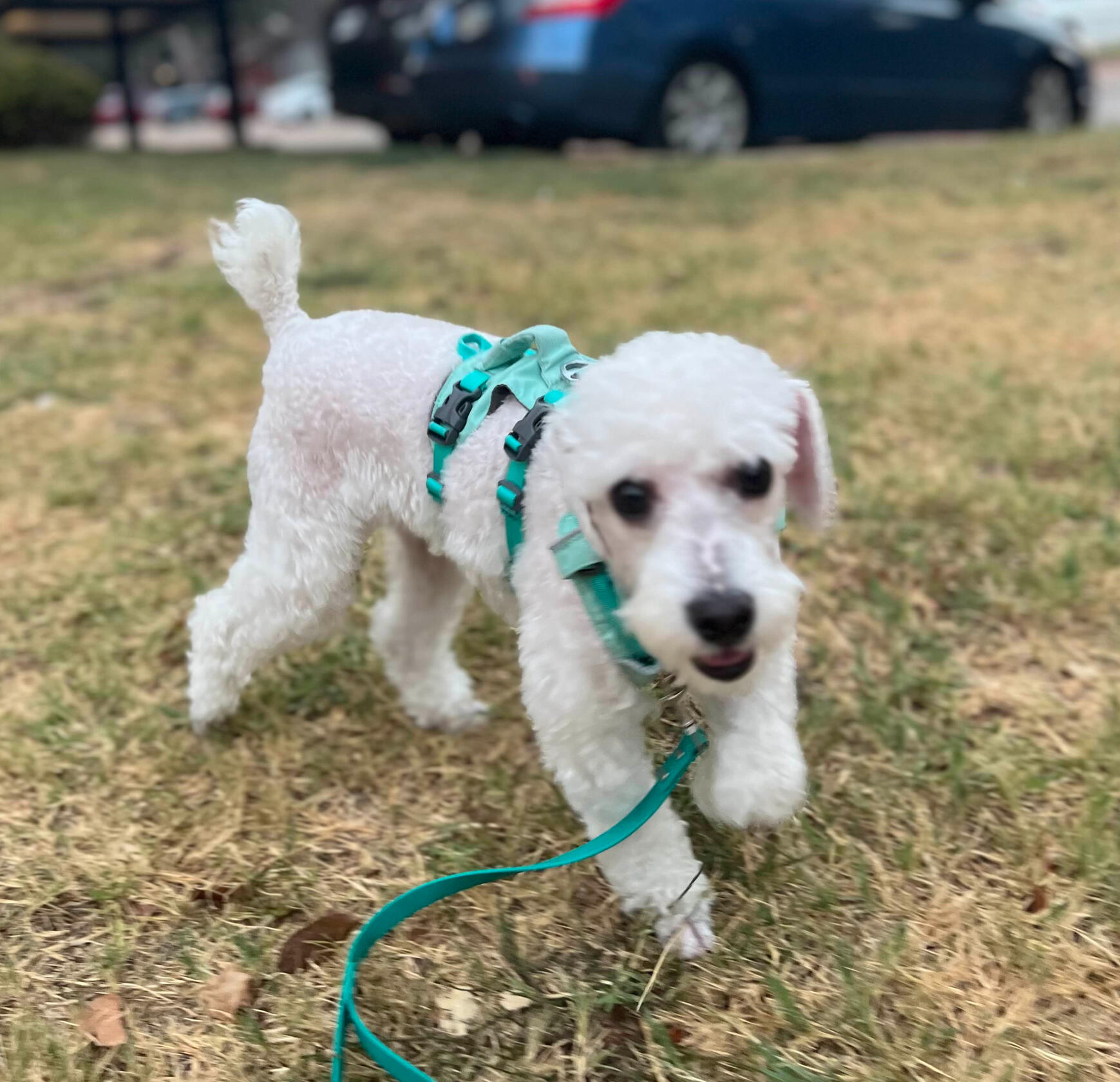 A picture of a young white miniature poodle running through some grass wearing a teal harness and teal biothane leash